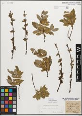 Foto von Salix myrsinifolia Salisb.